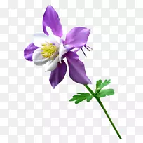 植物茎花-蓝花