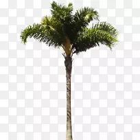 槟榔科皇后棕榈建筑师木本植物-棕榈树