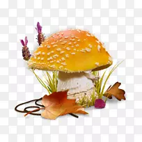香菇图-蘑菇