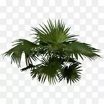 槟榔科木本植物-棕榈