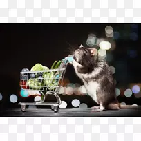 鼠购物车摄影-老鼠和老鼠