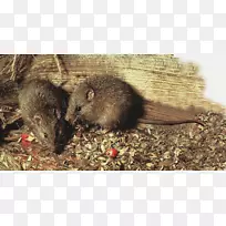 新西兰太平洋波利尼西亚大鼠老鼠