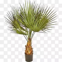 罗布斯塔金银花-棕榈科植物