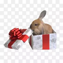 兔子礼物宠物生日摄影-彼得兔子