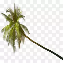 槟榔科植物光景剪贴画-棕榈