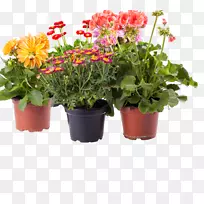 Amazon.com花盆室内植物-天井