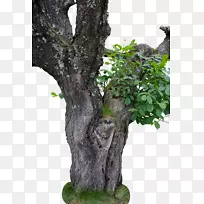 树库艺术-树