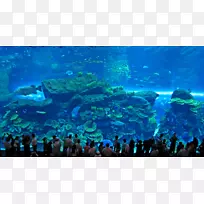 迪拜广场哈利法迪拜海湾广场阿联酋迪拜水族馆&水下动物园-水族馆