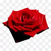 玫瑰：诗花园诗-红色