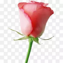 巴西花玫瑰情人节礼物-粉红色玫瑰