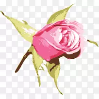 蓝色玫瑰插花艺术-粉红色