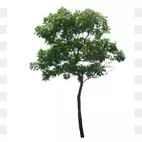 木本植物-树冠图