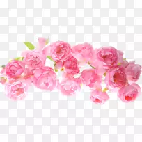 免费提供的花朵纹理映射-粉红色玫瑰