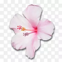 木荷花夏威夷芙蓉花瓣粉红色花