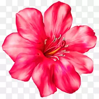 粉色花朵热带剪贴画-粉红色花