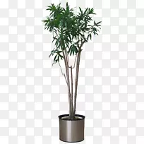 植物槟榔科槟榔砧木摄影.花盆