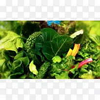 食叶蔬菜营养食品-菠菜