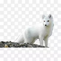 北极狐高清电视桌面壁纸-北极狐