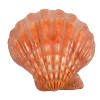 大扇贝蛤牡蛎贻贝壳