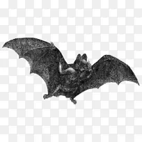 吸血鬼蝙蝠万圣节绘画剪辑艺术-蝙蝠