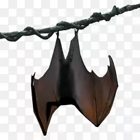弗兰奎特戴有肩章的果蝙蝠