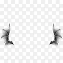蝙蝠翼发育-蝙蝠