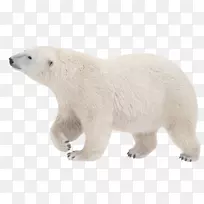 北极熊科迪亚克北极熊夹艺术熊