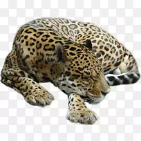 猎豹虎豹美洲豹猎豹