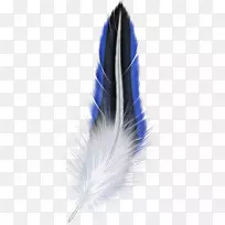 白羽鸟夹艺术-羽毛
