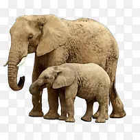 大象儿童摄影剪贴画-大象