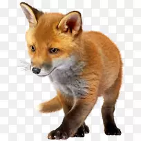 狐幼剪贴画-狐狸