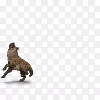 斑纹鬣狗狮子猫发现鬣狗-鬣狗