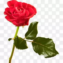 海滩玫瑰切花红色蜈蚣玫瑰-红玫瑰