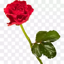 结婚请柬母亲节祝福父亲节-红玫瑰