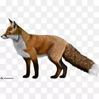 驯化红狐剪贴画-狐狸