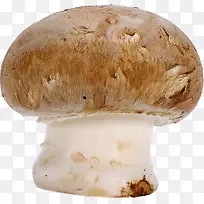 普通蘑菇牛肝菌