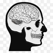 脑头盖骨和交叉骨n-背部神经科学-脑