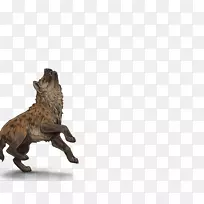 狮子斑纹鬣狗食肉鬣狗-鬣狗