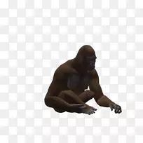 大猩猩黑猩猩灵长类动物-大猩猩