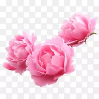 牡丹花园玫瑰百合插花艺术-牡丹