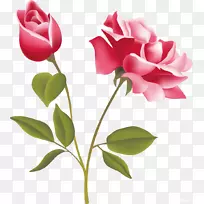 玫瑰粉色自由剪贴画-玫瑰