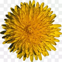 蒲公英花日间黄色种子蒲公英