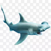 饥饿鲨鱼进化-大锤头鲨
