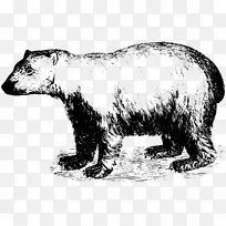 北极熊北极棕熊北极熊