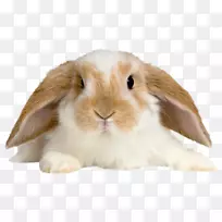 荷兰矮兔荷兰罗氏兔棕兔家兔