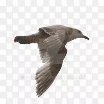 海鸥鸟艺术摄影-海鸥