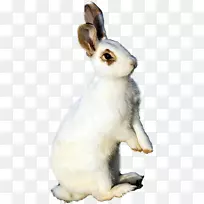 野兔宠物兔