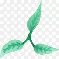 叶水彩画植物茎-水彩叶