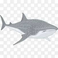 鲸鲨剪贴画-鲨鱼