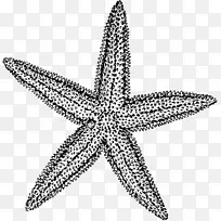 海星黑白画片艺术-海星